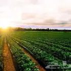 مطلوب مزرعه للايجار