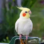 ابي طير كيرونا سعرة يتراوح بين 170  واقل