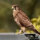 لي طير عنده شبوط مارلن للبيع يكلمني