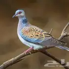 قمري 7 ازواج للبيع