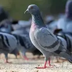 حمام سوادي للبيع