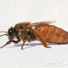 ملكات نحل للبيع الموقع المظيلف