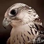 ايجار طيور يومي