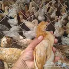 دجاج