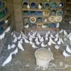 حمام فرنسي جانبو