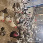 دجاج لاحم طازج ابيض وبلدي وبط