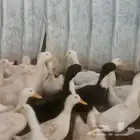 بط بكيني