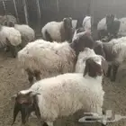 خرفان نعيمي