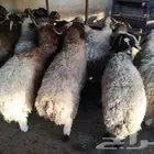 غنم للبيع - ذبح وتقطيع وتوصيل للبيت