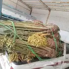 يوجد لدينا جميع انواع النخيل المثمره وجميع المقاسات المختلفه