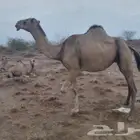 بكره دار باقي حول شهر وتولد اول بطن