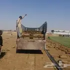نجيلة سي الفين اجود نوع