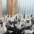 بط مصري و بكيني