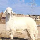 ذبيحتك حري فاخر لباب بيتك وسواكني مربى