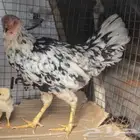 السلام عليكم ورحمه الله وبركاته مطلوب زي هاذي الدجاج