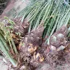 فروخ سكري وصقعي وشيشي طيبه وعلى الشرط والعدد كبير جدا  توريد