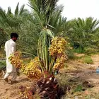 نخل واشنطني زينه نخيل نقايل دخيني صقعي هلالي مجدول ونانه غر