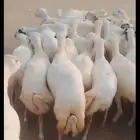 ضان رفيديات دفيع طيبه جرومها طيبة طيبه اسنانها طيبه جدع وثتي