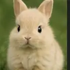 ابغى ارنب مسلوخ للاكل