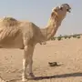 فحل مغتر للبيع