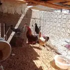 السلام عليكم ورحمه الله وبركاته دجاج توه بدء بلبيض