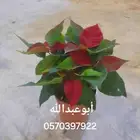 مشتل تنسيق حدائق وبيع جميع انواع النباتات الداخلية والخارجية