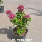 طريق الأمير محمد بن سلمان حي الربيع