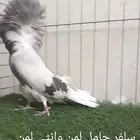 جوز جاكوبين