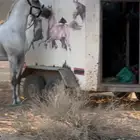 عربه راسين