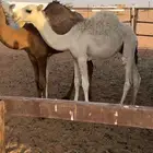 حاشيين قصب ياكل شعير وبرسيم ورودس السوم جمله 5900