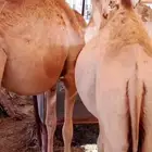 حاشي صومالي