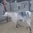 عناق كفو سمين عمرها سنه و سته اشهر