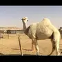 قعود باتلي كفو 