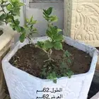 احواض زرع