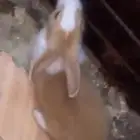 عندي أرانب ب 150