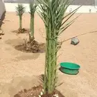 بياض نجران كفو