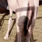 حاشي صومالي تبارك الله نخب اول