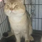 فحل سكوتش للتزاوج ny11