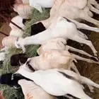 برابر وتيوس و قعدان مستوردة للبيع جملة