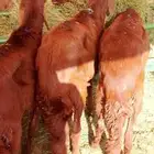سواكني مرابي تبارك الله الباحه معشوقه