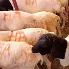 غنم بربري للبيع في الباحة معشوقه   حالة ممتازة وبسعر مميز