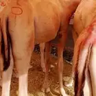 غنم بربري وتيوس صومالي وقعدان وسواكني