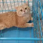 ذكر فحل مسجل سكوتش ny12