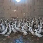 بط بكيني ابيض شرط صحه وريش