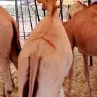 فرصة لهواة التربيه   قعدان طيبه بأسعار مناسبة