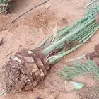 فراخه نخيل درجه أولى