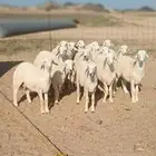 ذبيحتك لحد بيتك