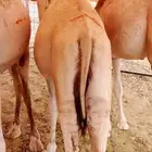 حلال للجمله للزواج للمناسبات أسعار طيبه