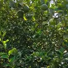 ليمون مكسيكي أخضر طبيعي خالي من الأسمدة الكيميائية