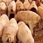 حلال مستورد جمله وتفريد